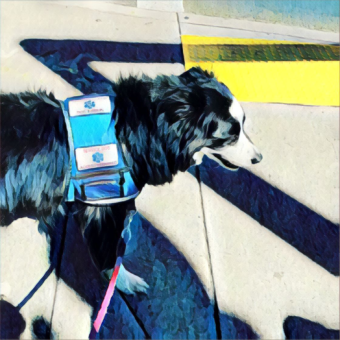 Healthcare service dog